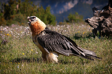 Lammergeier eating bones