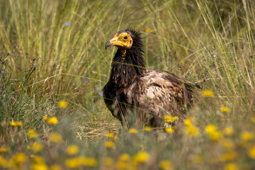 Juvenile egyptian vulture