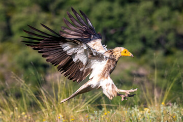 Egyptian Vulture landing