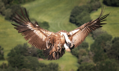 Griffon Vulture in flight
