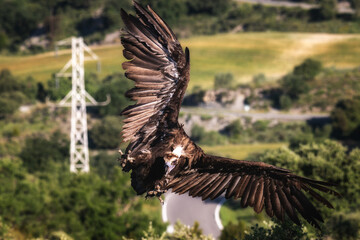 European black vulture in flight