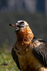Lammergeier