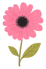 Pink daisy flower with green leaves isolated on transparent background