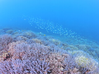 南国の美しいサンゴ礁の海で感動の体験ダイビング