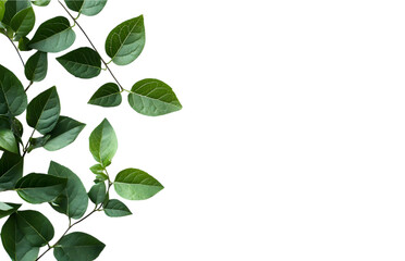 Dark green leaves with water droplets on a black background isolated on transparent background
