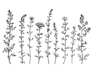 nicotiana clear vision simple line art