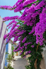 Cobblestone Street and Colorful Flowers in Obidos
