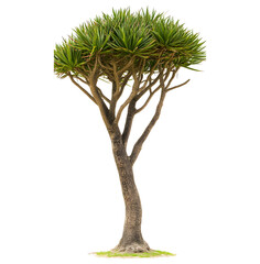 Dracaena draco dragon tree isolated on transparent background