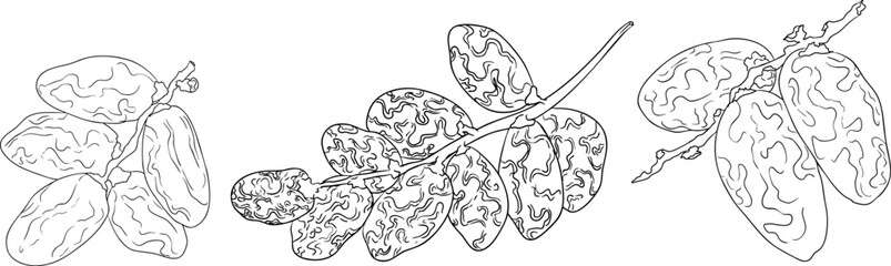 Detailed line vector art of dates, showcasing dried dates. Ideal for food, culinary, or nature themed stock designs.