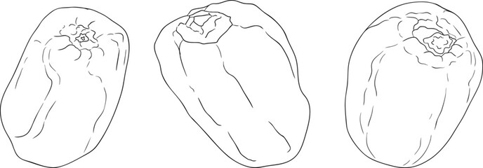 Detailed line vector art of dates, showcasing dried dates. Ideal for food, culinary, or nature themed stock designs.