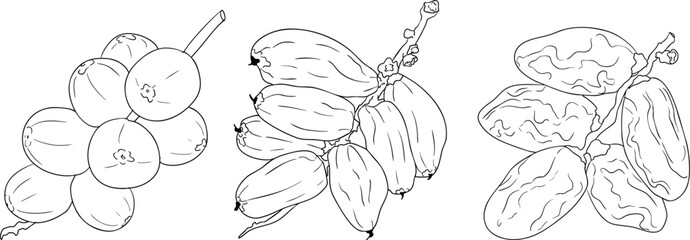Detailed line vector art of dates, showcasing dried dates. Ideal for food, culinary, or nature themed stock designs.