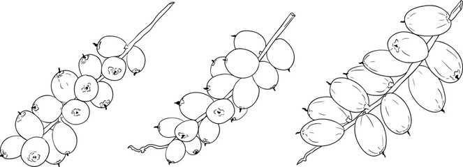 Detailed line vector art of dates, showcasing dried dates. Ideal for food, culinary, or nature themed stock designs.