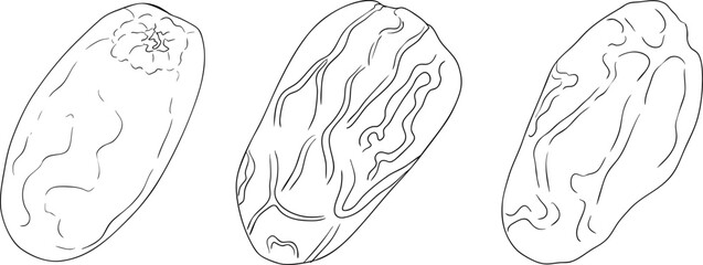 Detailed line vector art of dates, showcasing dried dates. Ideal for food, culinary, or nature themed stock designs.