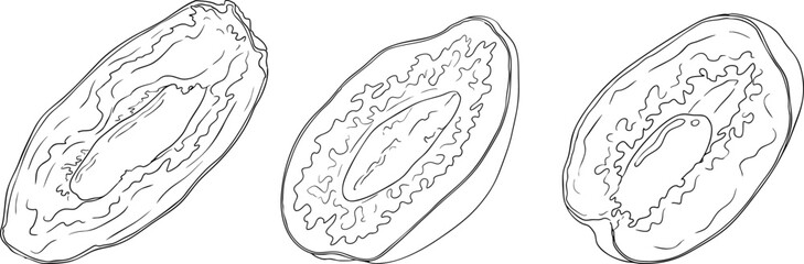 Detailed line vector art of dates, showcasing dried dates. Ideal for food, culinary, or nature themed stock designs.