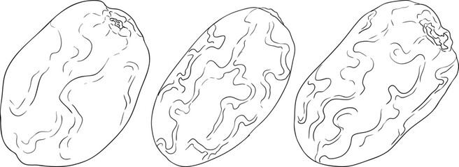 Detailed line vector art of dates, showcasing dried dates. Ideal for food, culinary, or nature themed stock designs.