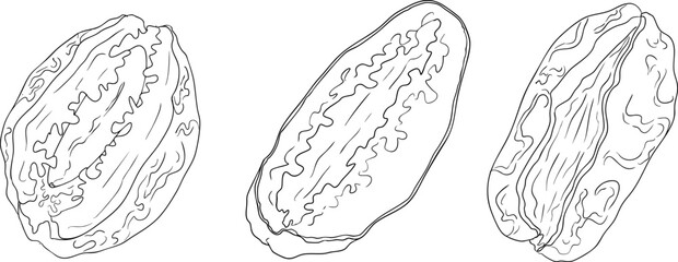 Detailed line vector art of dates, showcasing dried dates. Ideal for food, culinary, or nature themed stock designs.