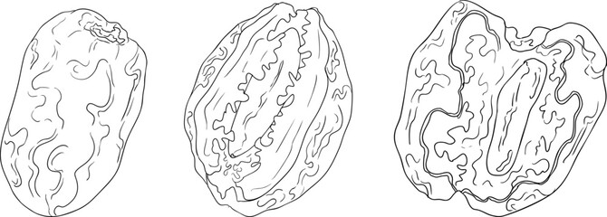 Detailed line vector art of dates, showcasing dried dates. Ideal for food, culinary, or nature themed stock designs.