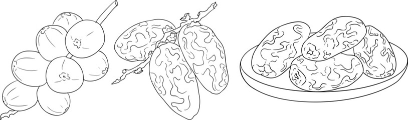 Detailed line vector art of dates, showcasing dried dates. Ideal for food, culinary, or nature themed stock designs.