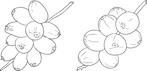 Detailed line vector art of dates, showcasing dried dates. Ideal for food, culinary, or nature themed stock designs.