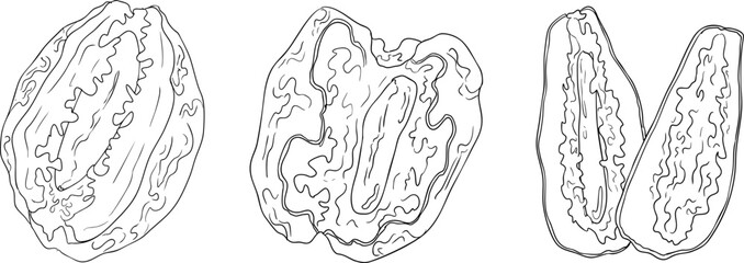 Detailed line vector art of dates, showcasing dried dates. Ideal for food, culinary, or nature themed stock designs.