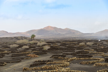 La Geria - The wine route of Lanzarote, growing wine on lava ashes