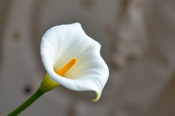 A photo featuring a white calla lily in the center of the frame, position the flower on the left side of the image