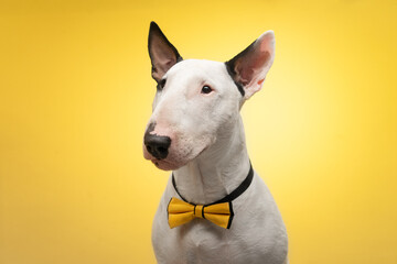 A Bull Terrier wearing a bow tie on a bright yellow background