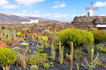 The "Jardín de Cactus" (Cactus garden) in Lanzarote, houses 500 species of cactus.