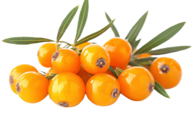 Sea buckthorn Fresh ripe berries on white background,png