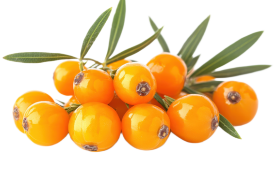 Sea buckthorn Fresh ripe berries on white background,png