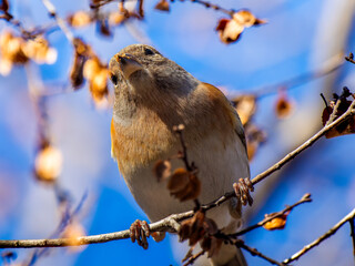 枝にとまるアトリ