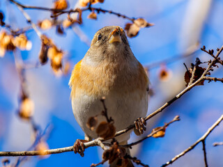 枝にとまるアトリ