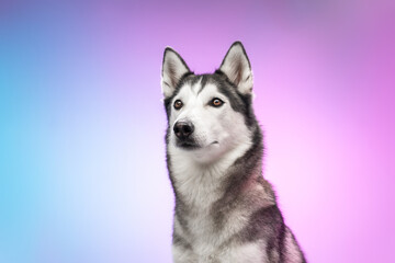 Fototapeta premium A Husky dog on a soft pink background. Studio photoshoot. Looking at the camera