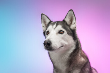 Obraz premium A Husky dog on a soft pink background. Studio photoshoot. Looking at the camera