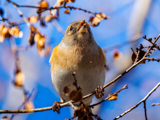 枝にとまるアトリ