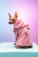 A Xoloitzcuintli dog is sitting in a pink bathrobe on a soft pink background