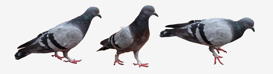 Three Walking Pigeons Isolated on White Background 