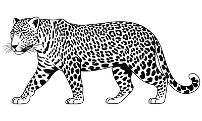 leopard on a white background