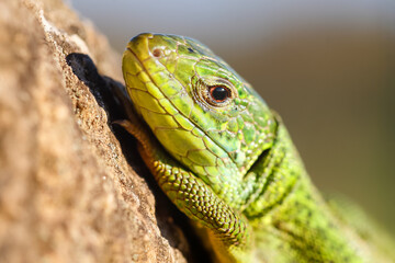 Portrait of a Green lizard sunning on a rock. Lacerta viridis, Touraine, Indre et Loire 37, région Centre Val de Loire, France, European Union, Europe