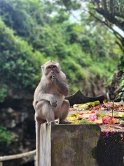 Balinese Monkey Eating Offerings