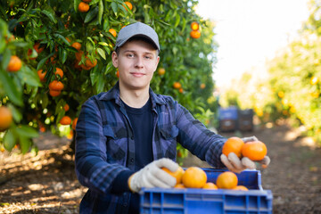 Male gardener gathering crop of ripe tangerines fruits in orchard. Harvest time