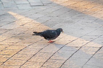 A single pigeon walks across a patterned paved ground, with sunlight creating interesting shadows...