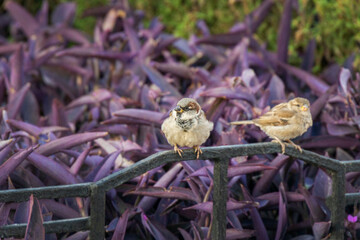 Two small sparrows are perched on a dark metal fence, with a background of vibrant purple leaves....