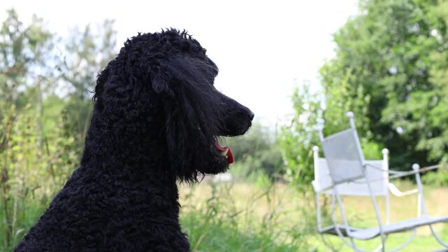 Black king poodle dog at garden. Hot summer day
