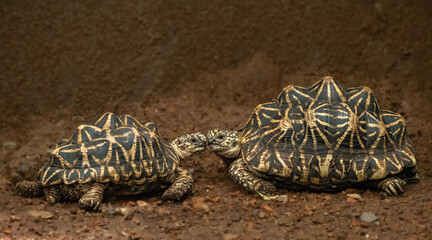 Rare and endangered Indian star tortoise. Tortoises leaning their heads against each other
