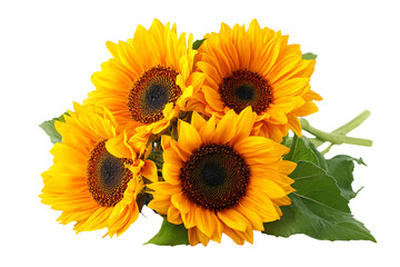Bunch of bright yellow sunflowers isolated on transparent background