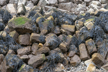 full frame photo of boulders with seaweed between them