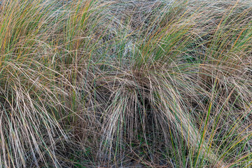full frame photo of marram grass