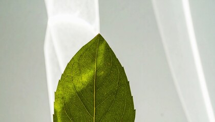 葉脈に透ける夏の光　マクロ撮影　植物の生命感と光の美しさ
