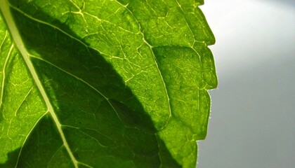 葉脈に透ける夏の光　マクロ撮影　植物の生命感と光の美しさ